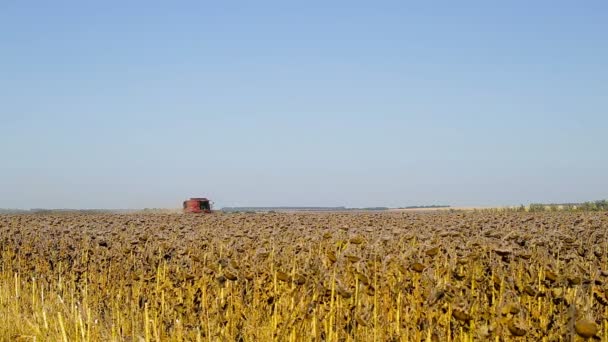 Combinar el trabajo en un campo de girasol. Combine la cosechadora en el campo durante la cosecha de girasol — Vídeo de stock