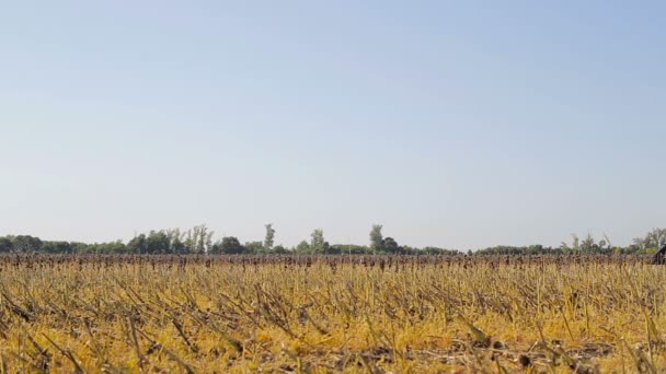 Kombinieren Arbeiten auf einem Sonnenblumenfeld. Mähdrescher während der Sonnenblumenernte auf dem Feld — Stockvideo