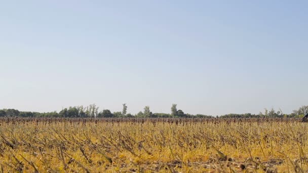 Combinar el trabajo en un campo de girasol. Combine la cosechadora en el campo durante la cosecha de girasol — Vídeos de Stock