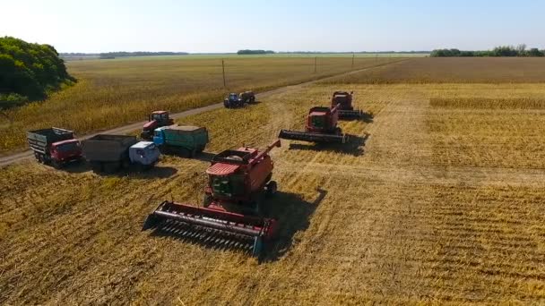 Span over the parking of harvesters. Sunflower harvesting — Stock Video