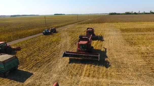 Sie überspannen den Parkplatz der Erntemaschinen. Sonnenblumenernte — Stockvideo