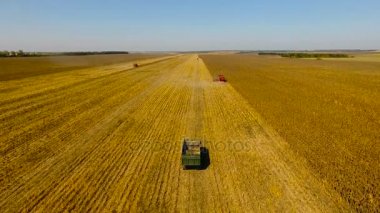 Biçerdöverler ayçiçeği hasat. Bir gün. Hava ateş