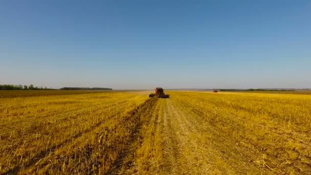 Combineer oogst zonnebloem gedurende de dag. Luchtfoto schieten. In de herfst. — Stockvideo