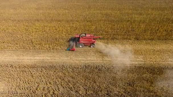 Combina la cosecha de girasol durante el día. Disparo aéreo — Vídeos de Stock