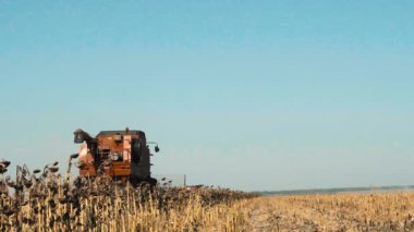 Ayçiçeği sahada çalışan birleştirin. Ağır çekim