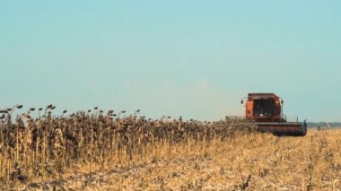 Ayçiçeği sahada çalışan birleştirin. Ağır çekim