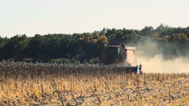 Combine trabalhando em um campo de girassol. Movimento lento — Vídeo de Stock