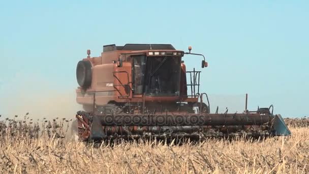 Combineer werken op een zonnebloem veld. Slow motion — Stockvideo