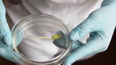 Bir bilim adamı bir laboratuvarda bir petri bitkilerde analiz eder..