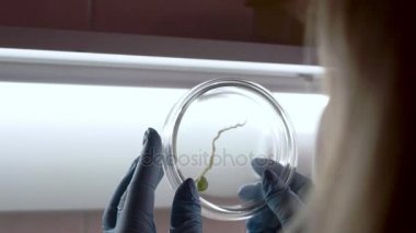 Bir bilim adamı bir laboratuvarda bir petri bitkilerde analiz eder..