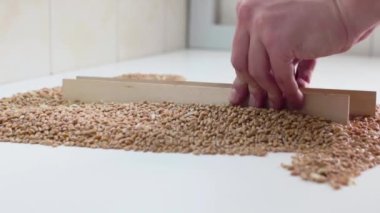 Laboratuar asistanı masada tahıl karışımları. Kalite kontrol
