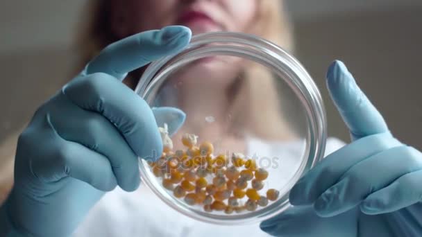 Assistente di laboratorio analizza i semi di mais in una capsula di Petri. Scatto al rallentatore . — Video Stock
