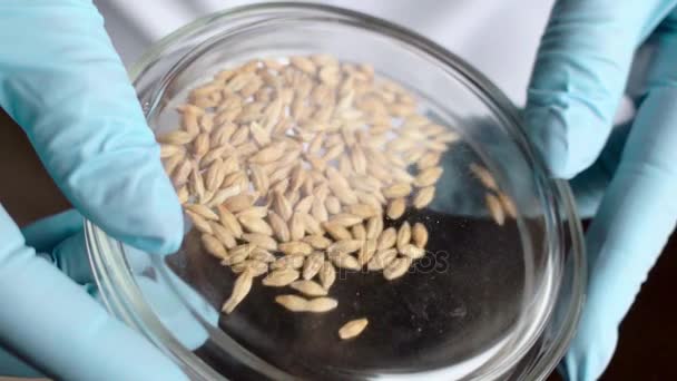 실험실 조 수는 페 트리 접시에 밀 씨앗을 분석합니다. 슬로우 모션 촬영. — 비디오