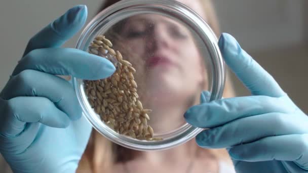 실험실 조 수는 페 트리 접시에 밀 씨앗을 분석합니다. 슬로우 모션 촬영. — 비디오