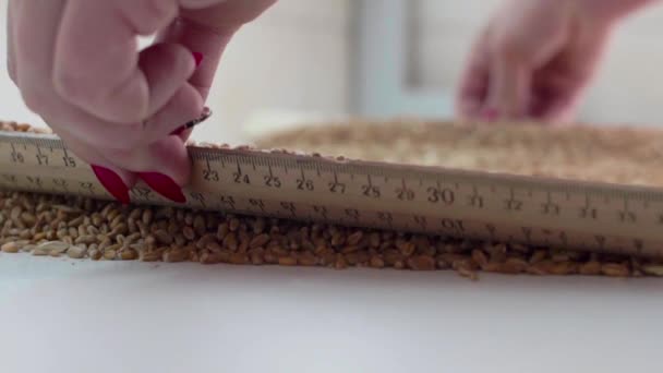 L'assistente di laboratorio mescola il grano sul tavolo. Controllo qualità — Video Stock