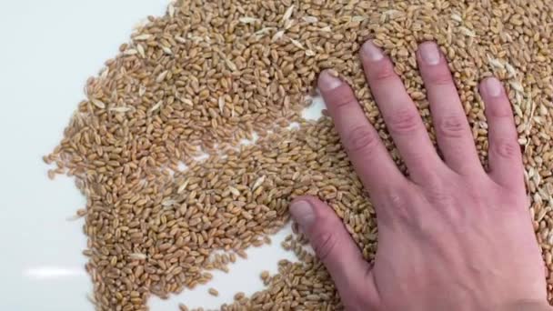 Руки распределяют зерно на столе, чтобы проверить — стоковое видео