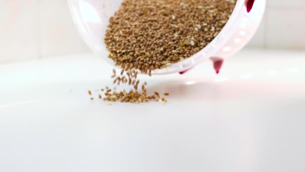 Die Laborantin gießt das Korn aus dem Behälter auf den Tisch. Qualitätskontrolle von Saatgut — Stockvideo