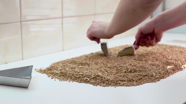 Працівник лабораторії вибирає зерно для зразка — стокове відео