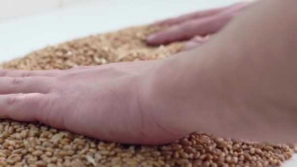 De handen verdelen het graan op de tafel om te controleren — Stockvideo