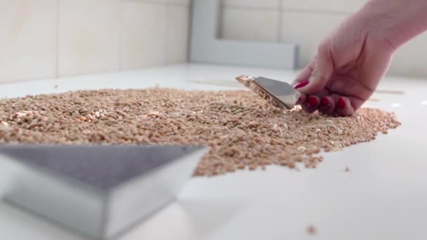 Работник лаборатории выбирает зерно для образца — стоковое видео