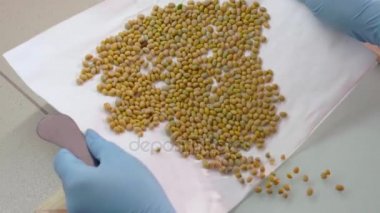 Asistan laboratuvarda bezelye tohumları genetik test etmek için dışarı dökülen