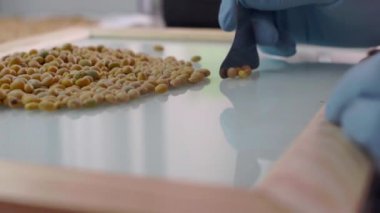 Genetik test etmek için gıda kültür testin Laboratuvar Laboratuvar Görevlisi bezelye tohumu değiştiren. Ağır çekim