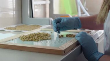 Laboratuvar tahlil laboratuvar asistanı bezelye tohumu test etmek için. Ağır çekim