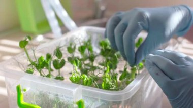 Botanikçi kadın laboratuvar tarımsal ürün kontrol