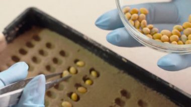 Tarımsal ürün çimlenme laboratuvarda test