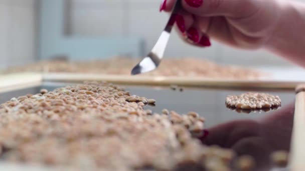 Análisis de la calidad del grano. Movimiento lento . — Vídeos de Stock