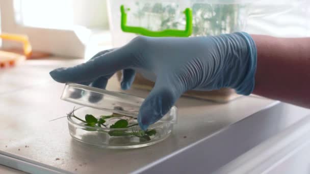 Lavori di laboratorio biologico con impianti per l'agricoltura — Video Stock