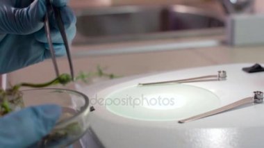 Mikroskop altında bitki bilimci çalışmalar