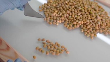 Genetik test etmek için gıda kültür testin Laboratuvar Laboratuvar Görevlisi bezelye tohumu değiştiren. Ağır çekim