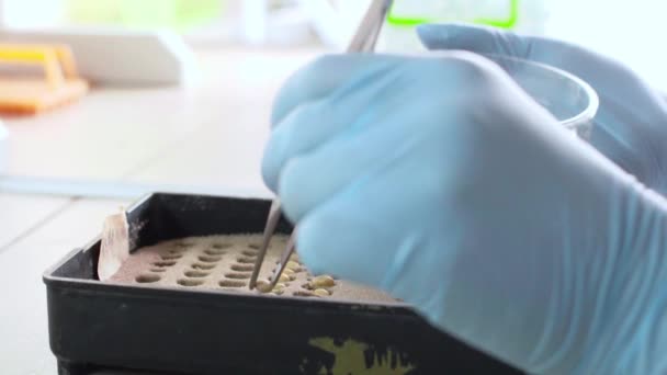 Planting in the laboratory. Testing the germination of grain — Stock Video