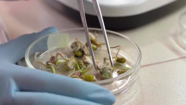 Рука лаборанта берет растение с пинцетом для тестирования — стоковое видео