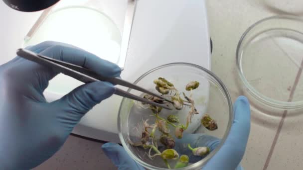 실험실 기술자의 손을 테스트 핀셋으로 식물을 걸립니다. — 비디오