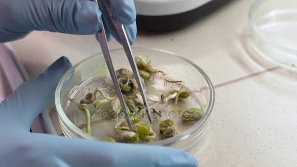 La main du technicien de laboratoire prend une plante avec une pince à épiler pour tester — Video