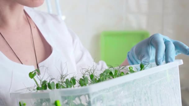 Botaniker kvinna kontrollera jordbruksgrödor i laboratorium — Stockvideo