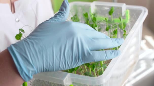 Mujer botánica revisando cultivos agrícolas en laboratorio — Vídeos de Stock