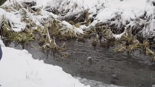 Karmienie kaczek i gołębie w creek w zimie — Wideo stockowe