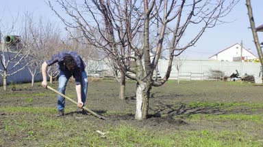 Adam kazmak bir ağaç bahar kullanın bir kürek