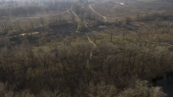 Vue Dessus Automne Forêt Printanière Volant Sur Drone Autour Nature — Photo