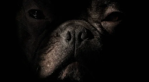 Fransız bulldog 'unun portresi, köpek en iyi arkadaşı insan, sevimli, nazik, sempatik köpek, arka plan ve doku hayvanı