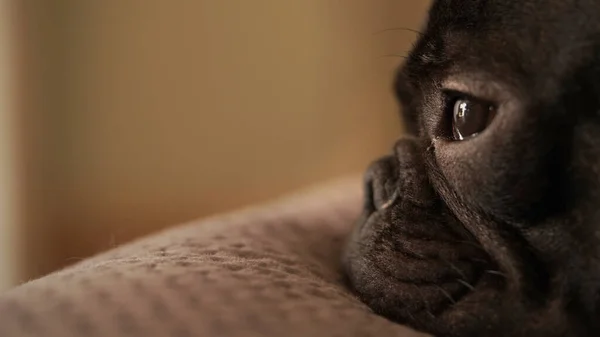 Fransız bulldog 'unun portresi, köpek en iyi arkadaşı insan, sevimli, nazik, sempatik köpek, arka plan ve doku hayvanı