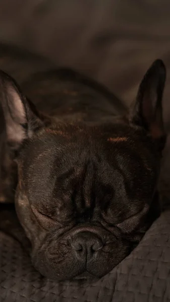 Fransız bulldog 'unun portresi, köpek en iyi arkadaşı insan, sevimli, nazik, sempatik köpek, arka plan ve doku hayvanı