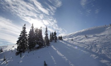 Karlı bir yaylada, sık sık ağaçlardan bir ada bulabilirsiniz, her zaman adil görünür.