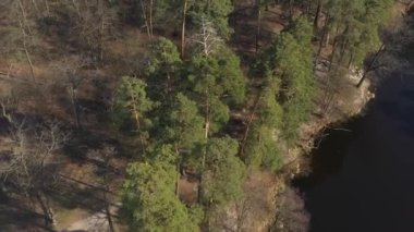 Ağaçların ve çam ağaçlarının üst görüntüsü, yerdeki dalların gölgeleri, grafik geometrik desen, temiz ekoloji bölgesi, orman, vahşi yaşam ve gezginler için bir yer, bir nehir ve kıyılar tarafından yıkanan bir göl.