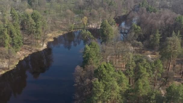 Ovanifrån Träd Och Tallar Skuggor Från Grenar Marken Grafiskt Geometriskt — Stockvideo