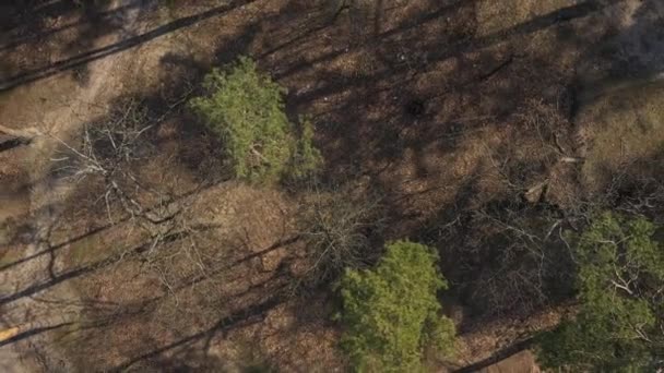 Vista Superior Árvores Pinheiros Sombras Lontra Chão Padrão Geométrico Gráfico — Vídeo de Stock