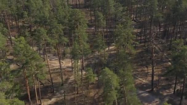 Вид Зверху Ліс Летить Копіювальному Апараті Над Деревами Захід Сонця — стокове відео